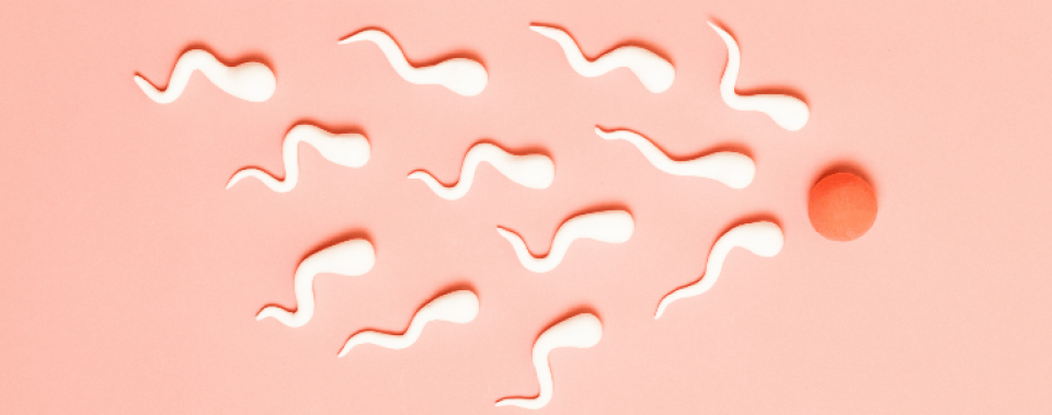 A herevisszér tágulat a spermiumképződést is zavarhatja